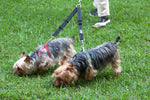 2PET® Double Dog Leash Tangle Free Adjustable Leash Couple